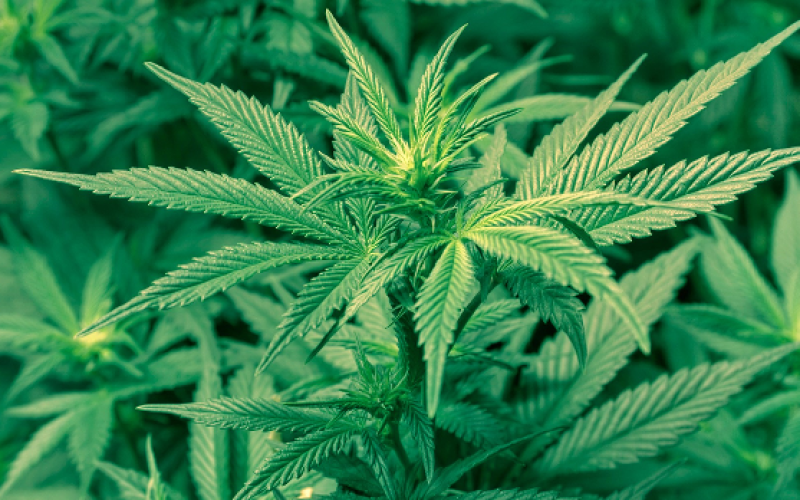 Les Etats-Unis lancent un label bio pour la marijuana