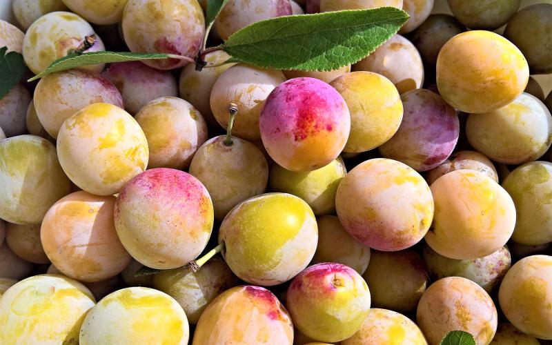 Les mirabelles de Lorraine arrivent sur les étals mercredi !