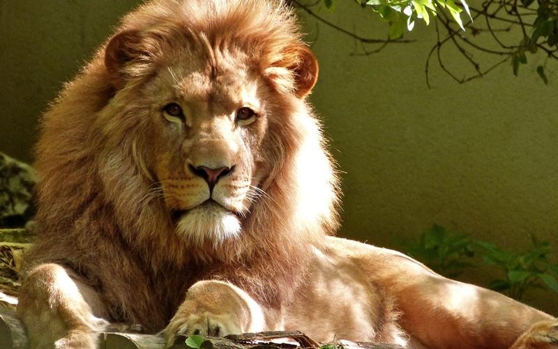 Les parcs animaliers mosellans, demandent une aide de l'Etat