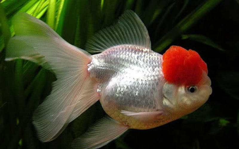 Les poissons ont leur concours de beauté