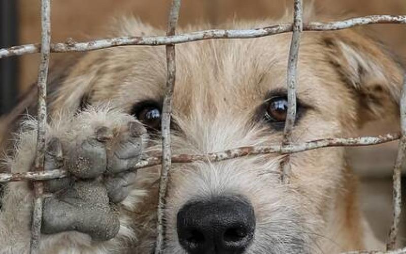 Lorraine : "l’adoption solidaire" enfin autorisée à la SPA