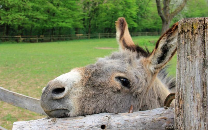 Metz : des ânes retrouvés morts intoxiqués, dans un enclos 
