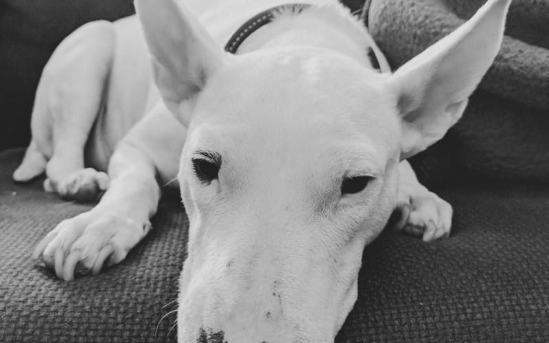 Meuse : le propriétaire d'un chien qui avait attaqué un enfant, condamné