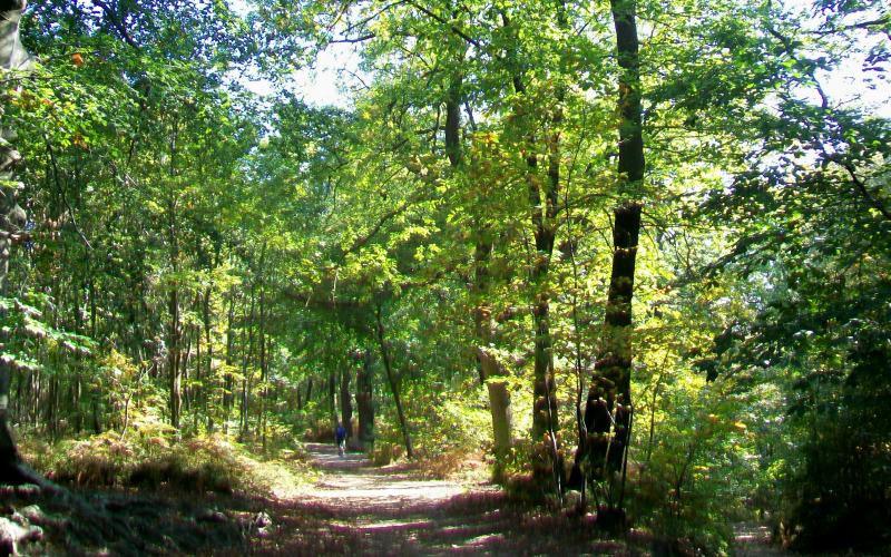 Meuse: une femme disparue depuis 15 jours est retrouvée en forêt