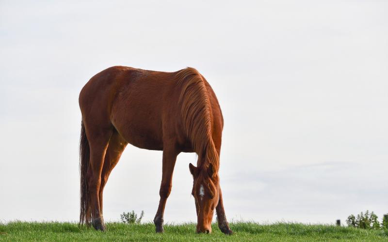 Moselle : des animaux d'élevage, tués et mutilés