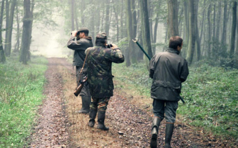 Moselle : des cadavres de reptiles retrouvés en forêt