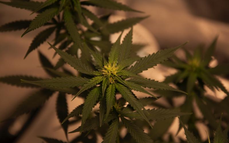 Moselle : des milliers de plants de cannabis découverts dans une habitation