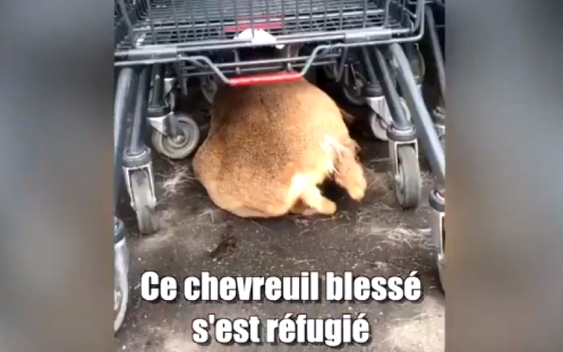 Moselle : un animal blessé, traqué par les chasseurs jusqu'au parking d'un supermarché