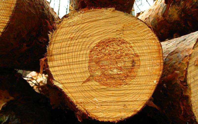 Moselle :  un homme devant la justice pour le vol de plus de 500 000 euros d'arbres !