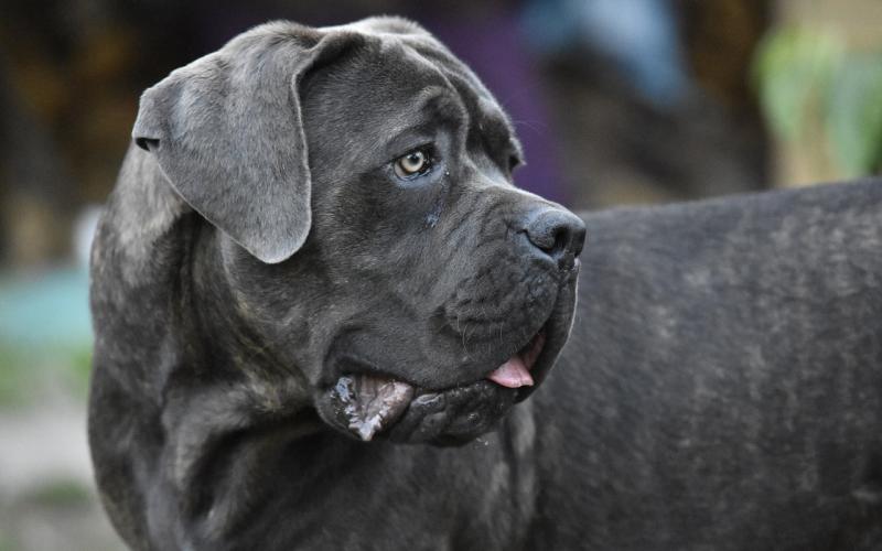 Moselle : une octogénaire dans un état grave après avoir été attaquée par des chiens