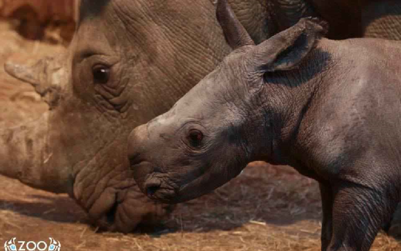 Naissance d'un animal rare au zoo d'Amnéville