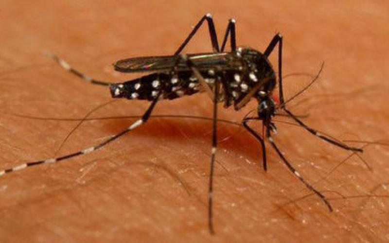 Où en est le moustique Tigre en Lorraine ?