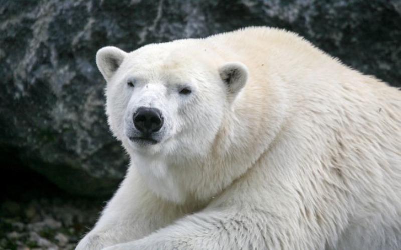 Olaf,  le célèbre ours blanc du zoo d'Amnéville, est mort