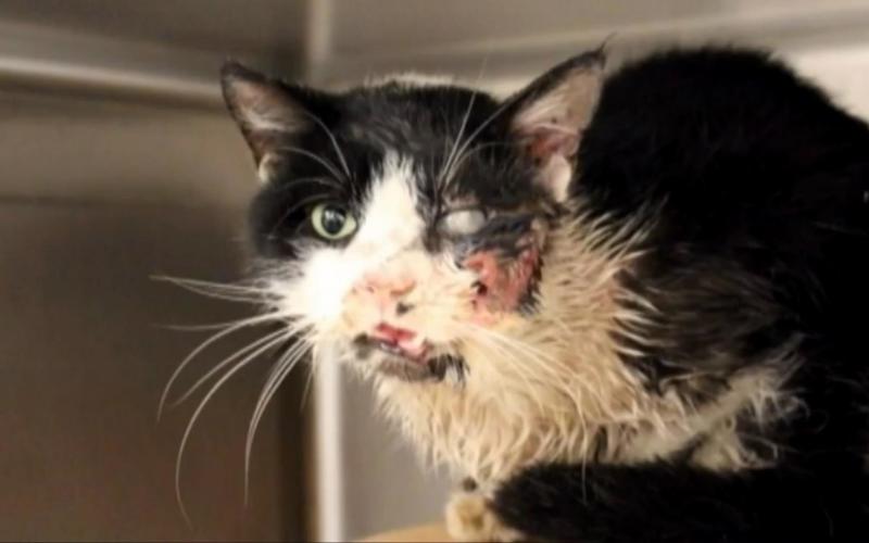 On le surnomme déjà "Zombie cat"