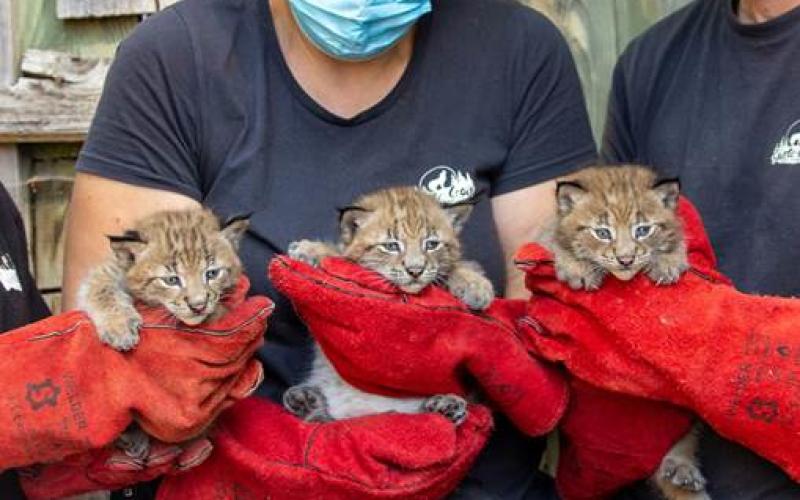 Parc de Sainte-Croix : naissance de trois petit lynx