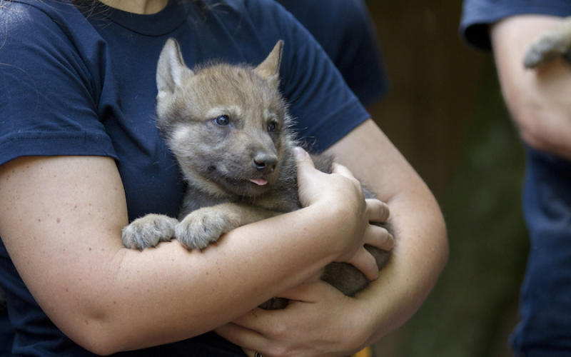 Parc de Ste Croix : 5 louveteaux sont nés !