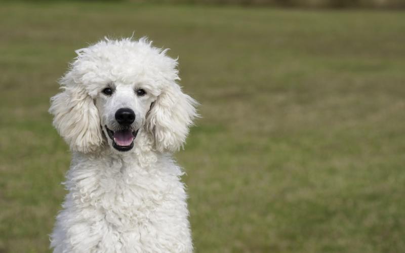 Rencontre : Medley, un caniche d'assistance pour personnes diabétiques !