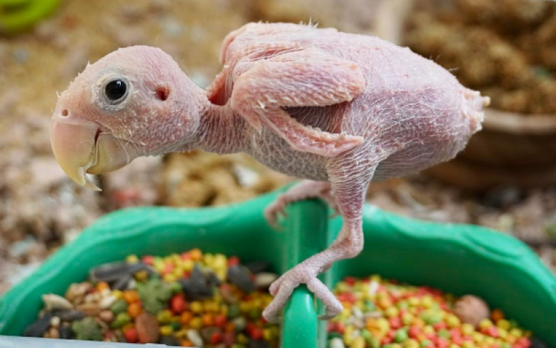 Rhea, le perroquet devenu la coqueluche du net