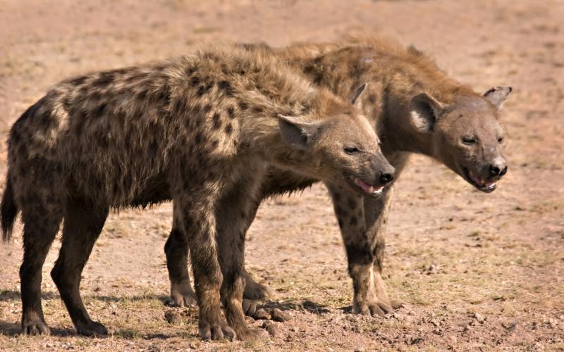 Sacrée erreur d'un zoo japonais
