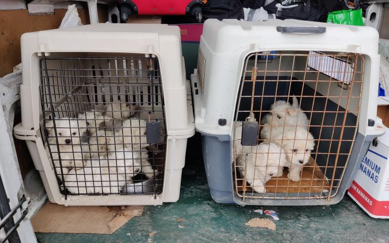 Saint-Avold : un trafiquant de chiots, arrêté sur l'A4