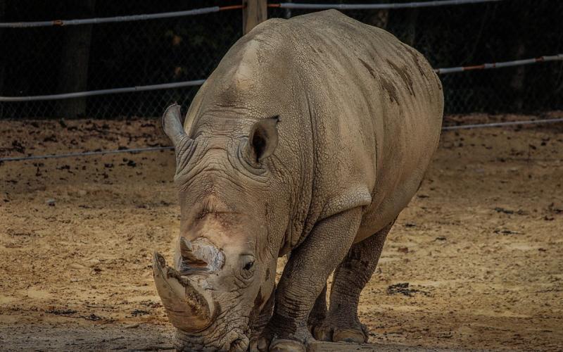 Sudan, le dernier rhinocéros blanc mâle du Nord, s'est éteint