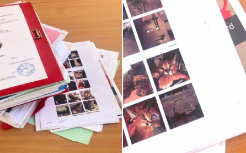 Trafic d'animaux protégés : un hayangeois arrêté