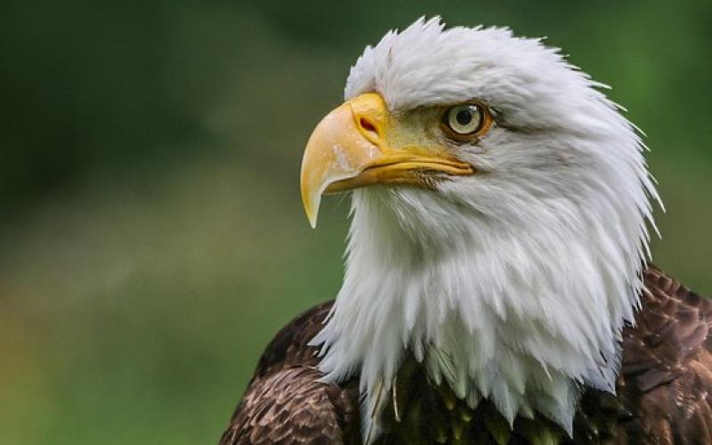 Un aigle du zoo d'Amnéville qui s'était fait la belle, retrouvé 100 km plus loin