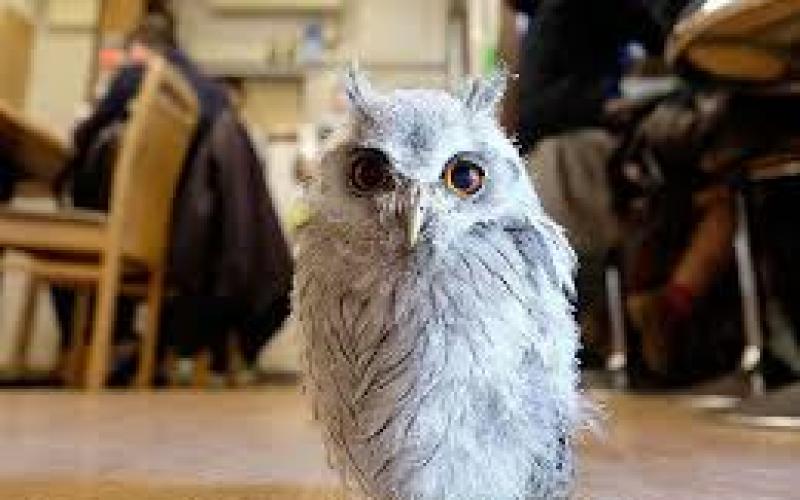 Un bar éphémère à Londres