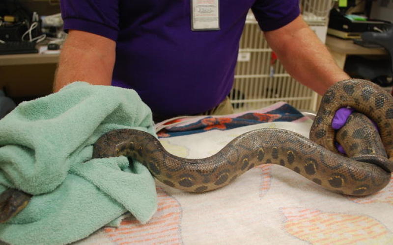 Un boa arc-en-ciel dans les toilettes
