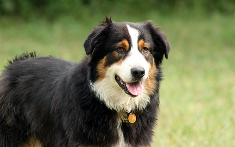 Un chien un peu trop gourmand