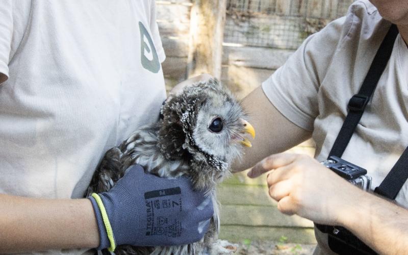 Une chouette de l’Oural, née à Sainte-Croix, réintroduite dans la forêt du Haut-Palatinat