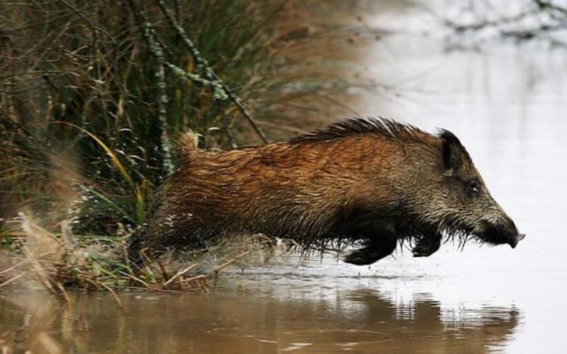 Une dizaine de sangliers sauvés des eaux en Moselle-Est