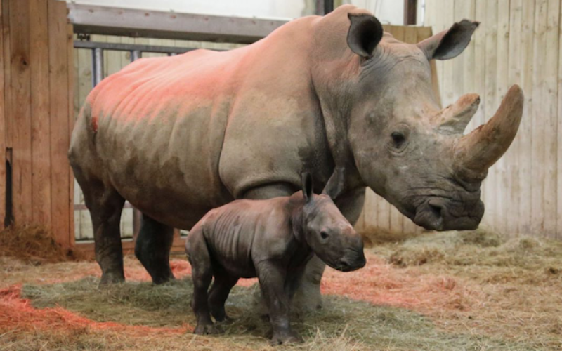 Une femelle rhinocéros et trois tigres blancs sont nés au Zoo d'Amnéville !