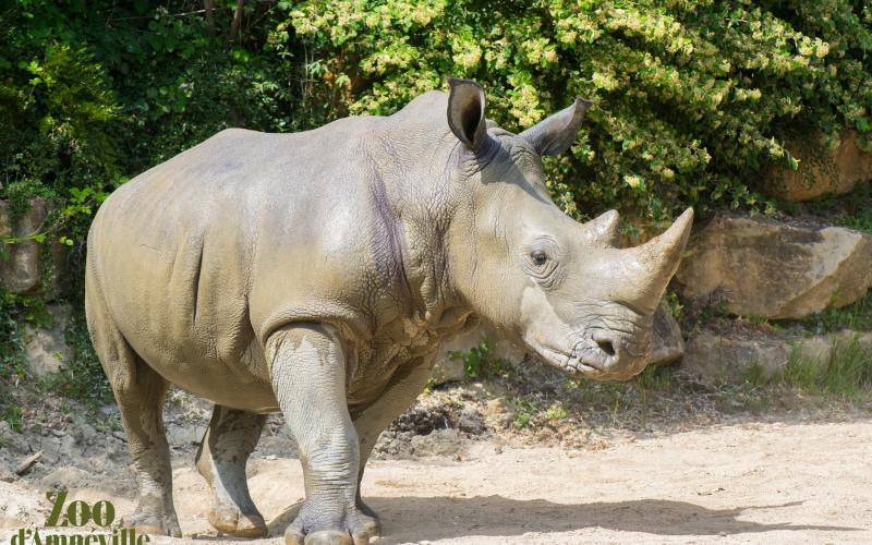 Zoo d'Amnéville : l'heure du départ pour Aranka