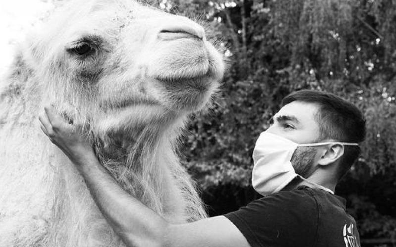 Zoo d'Amnéville : la chamelle Selenga s'éteint, mais sa mort reste inexplicable