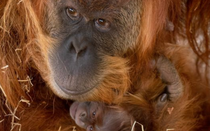 Zoo d'Amnéville : naissance d'un bébé orang-outan