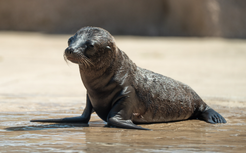 Zoo d'Amnéville : naissance d'un bébé otarie