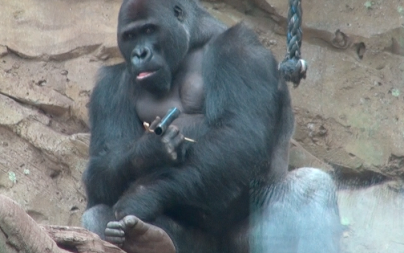 Zoo d'Amnéville : une collecte de téléphones portables pour préserver les gorilles