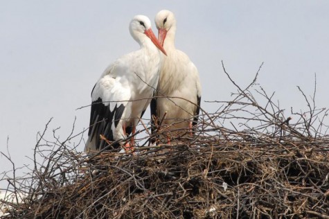 13 ans de fidélité entre deux cigognes