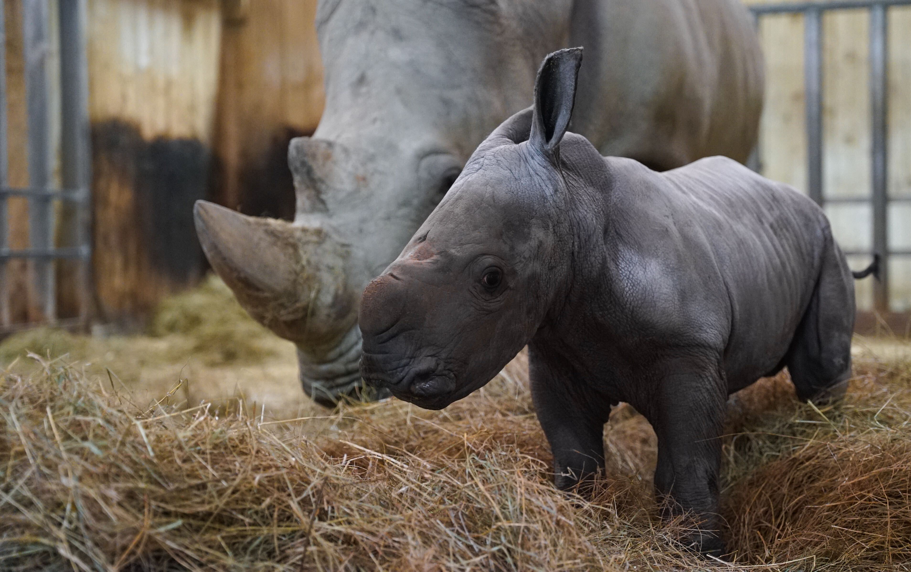 Amnéville : le bébé rhinocéros "Mosl", naît au zoo