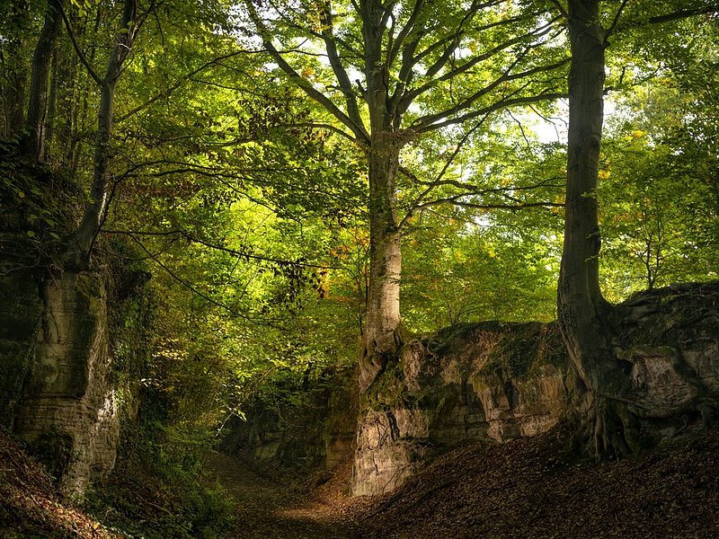 Arbre de l'année 2022 : un prix pour le "hêtre du Canyon" de Saint-Hubert