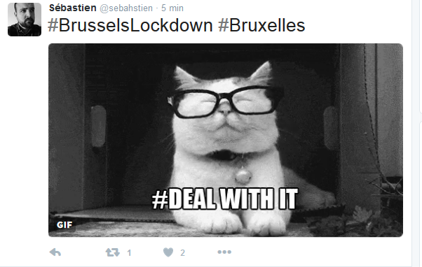 Belgique : des internautes diffusent des photos de chatons en attendant la fin des opérations antiterroristes