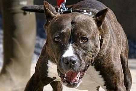 Borny : Un ambulancier agressé par un chien