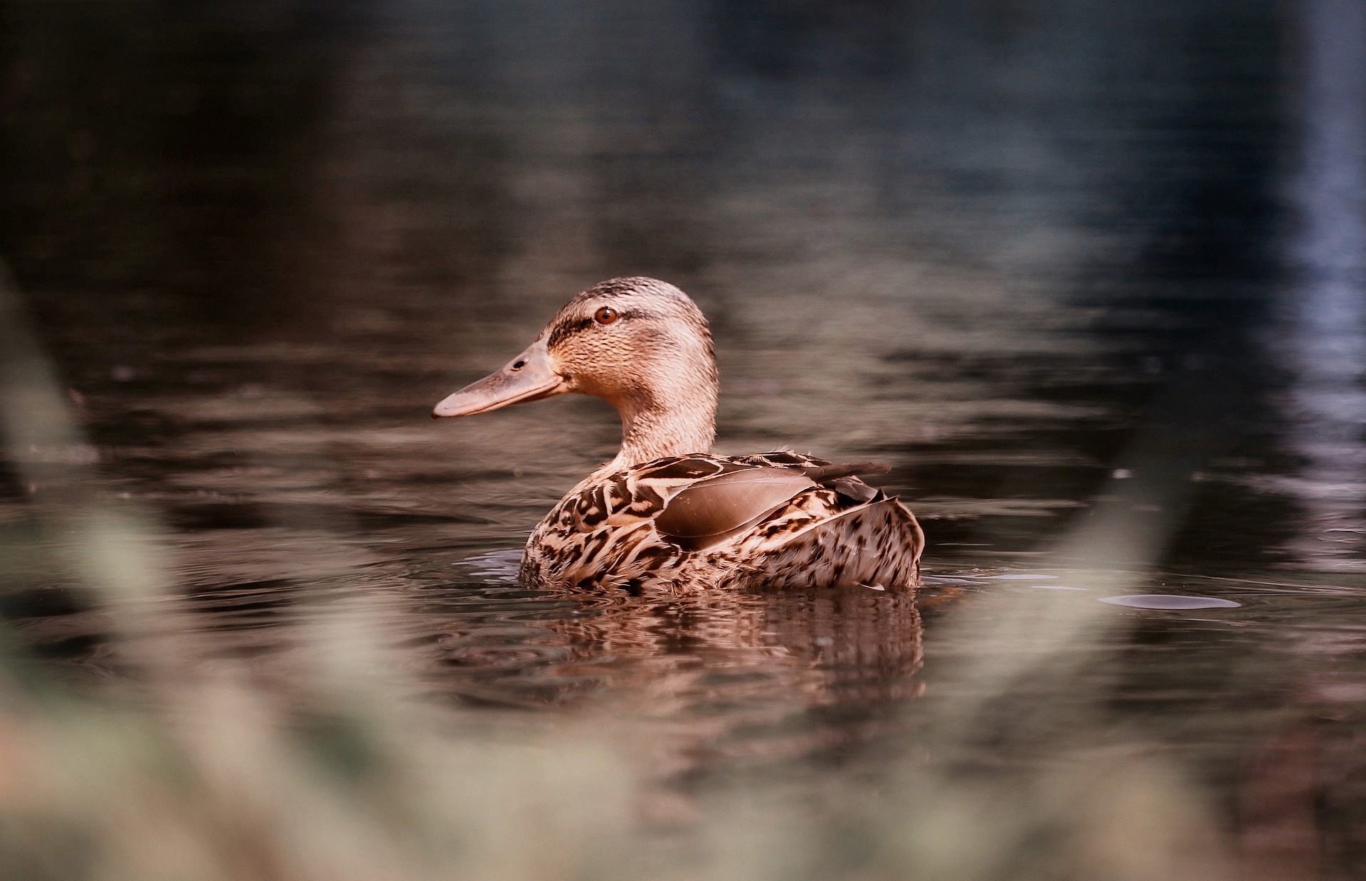 Cas d'influenza aviaire au lac de Madine : de nouvelles mesures de prévention