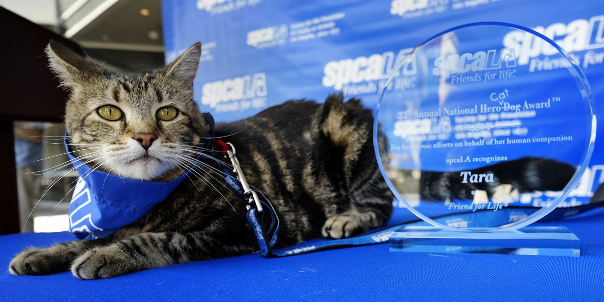 Catwoman a été décorée