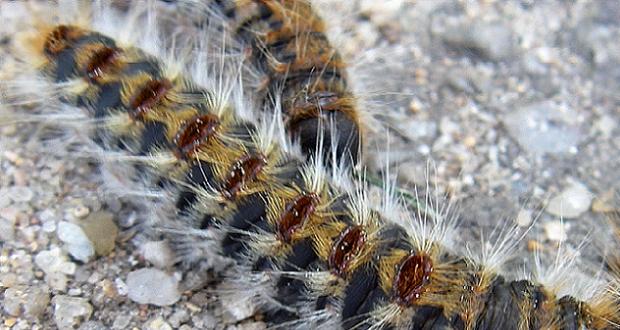 Chenilles urticantes : les habitants du thionvillois attendent des explications