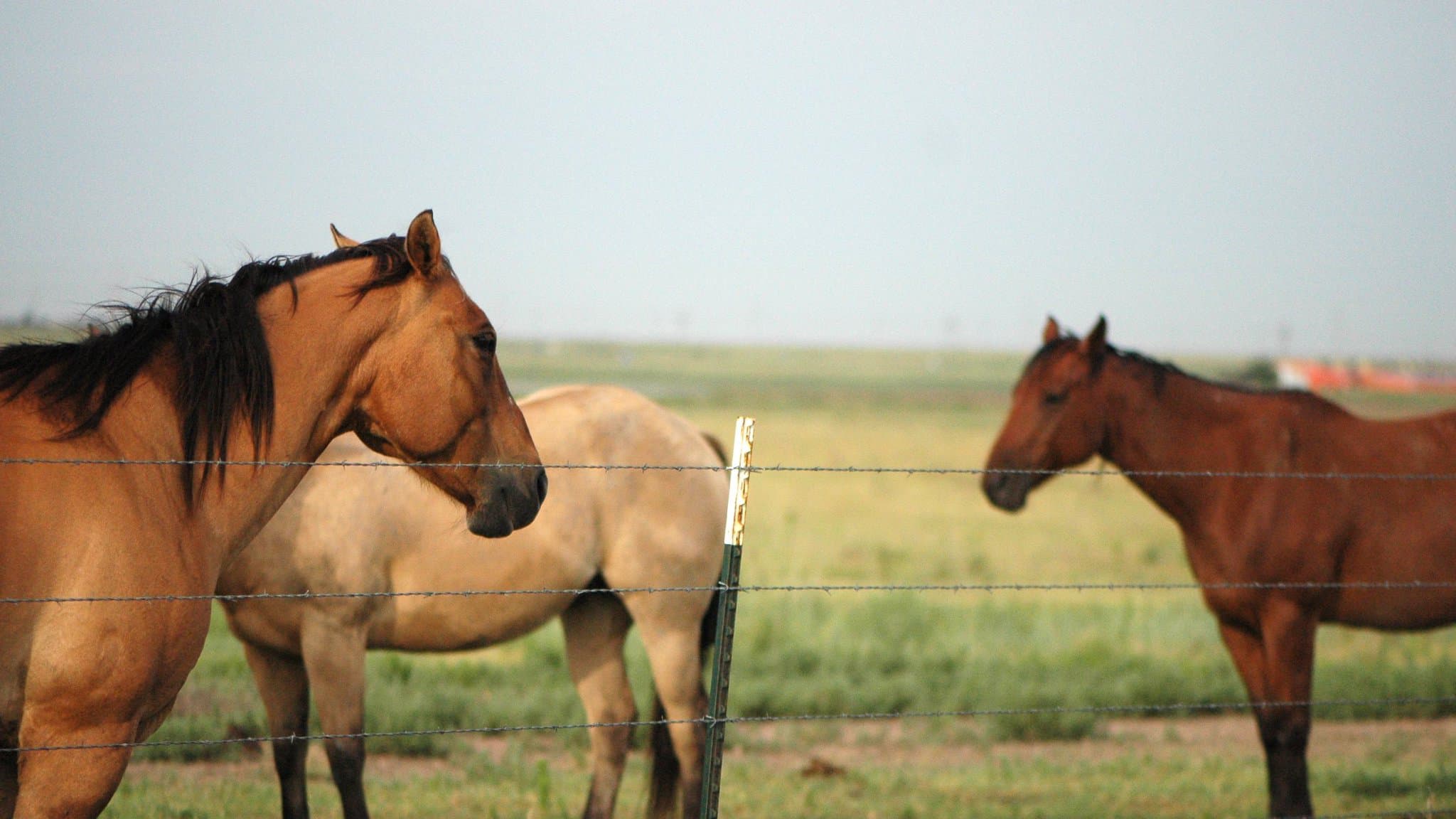 Chevaux mutilés : l’homme arrêté dans le Grand-Est mis hors de cause, sa garde à vue levée