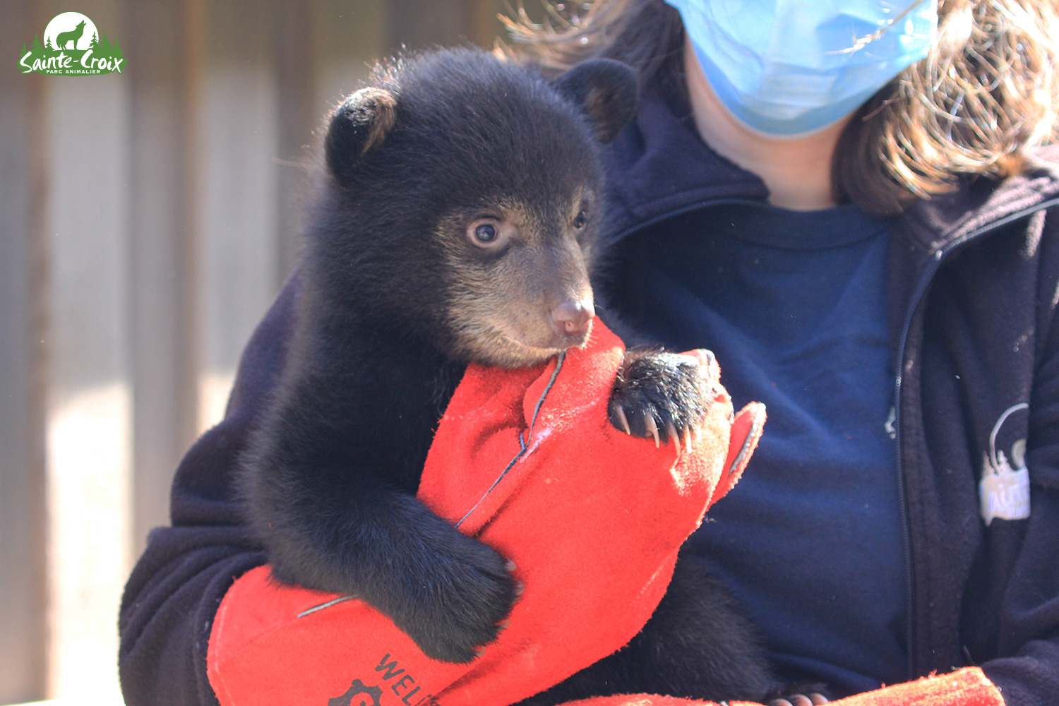 De nouvelles naissances d'oursons au Parc de Sainte-Croix