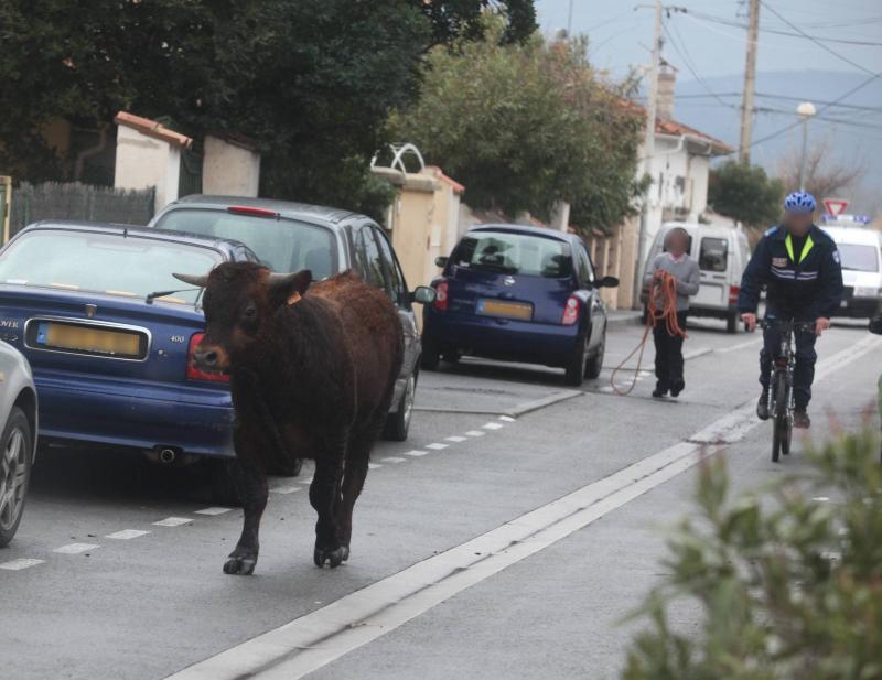 Des taureaux sur la chaussée