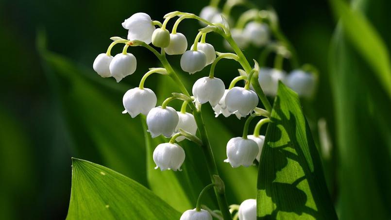 Dimanche 1er mai, comme tous les ans, la star du jour ce sera le muguet !